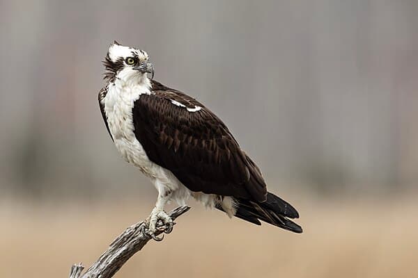 Osprey in flight over the Lake District