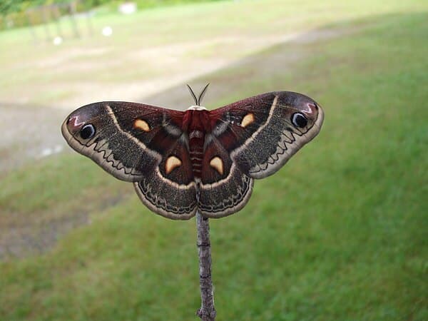 Insects