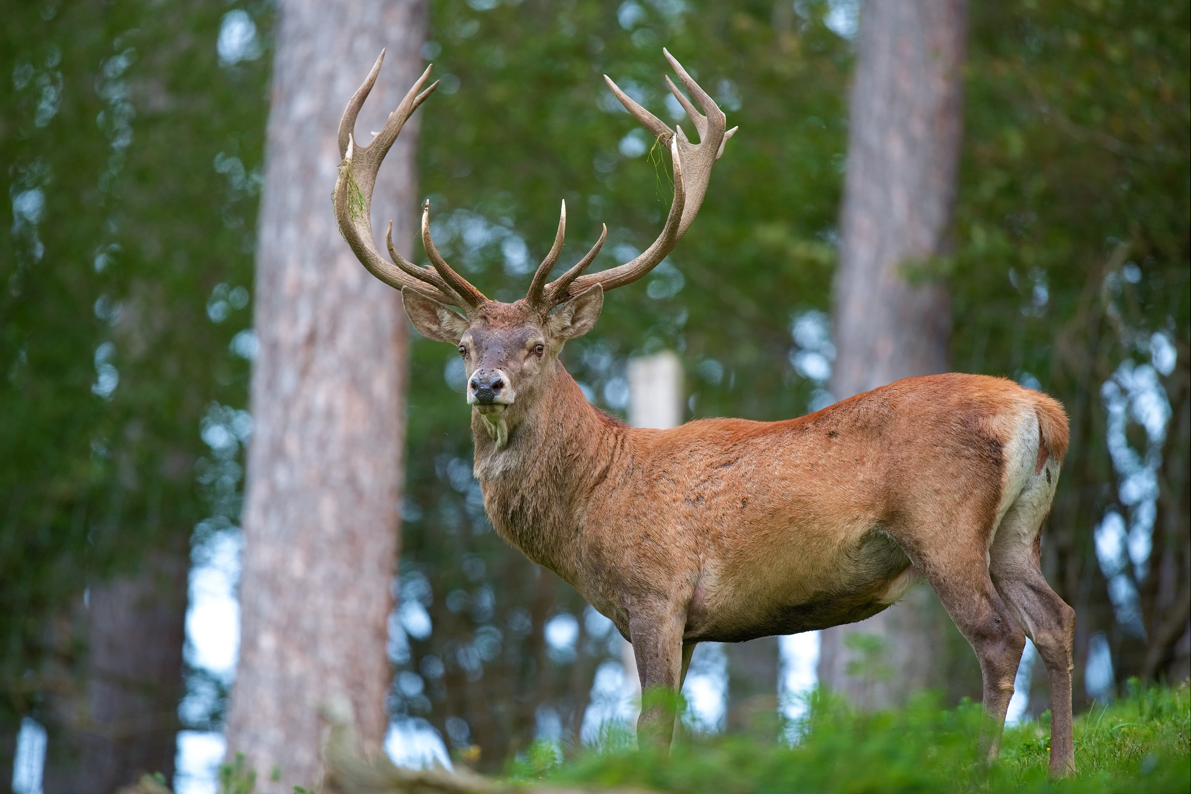Red deer hinds in Martindale valley with the fells behind