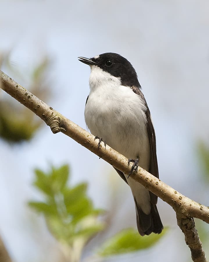 Male pied flycatcher at nest box entrance in Lake District oak woodland